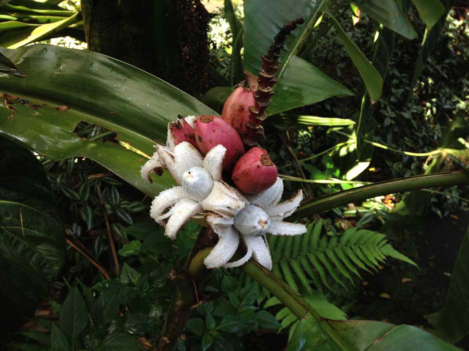 Pink Banana
